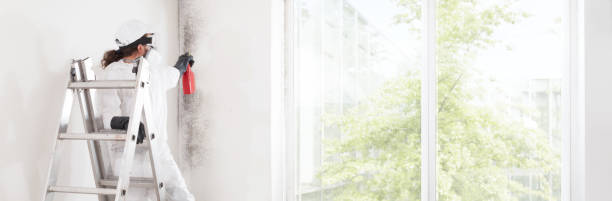 Best Biohazard Mold Removal  in Petal, MS